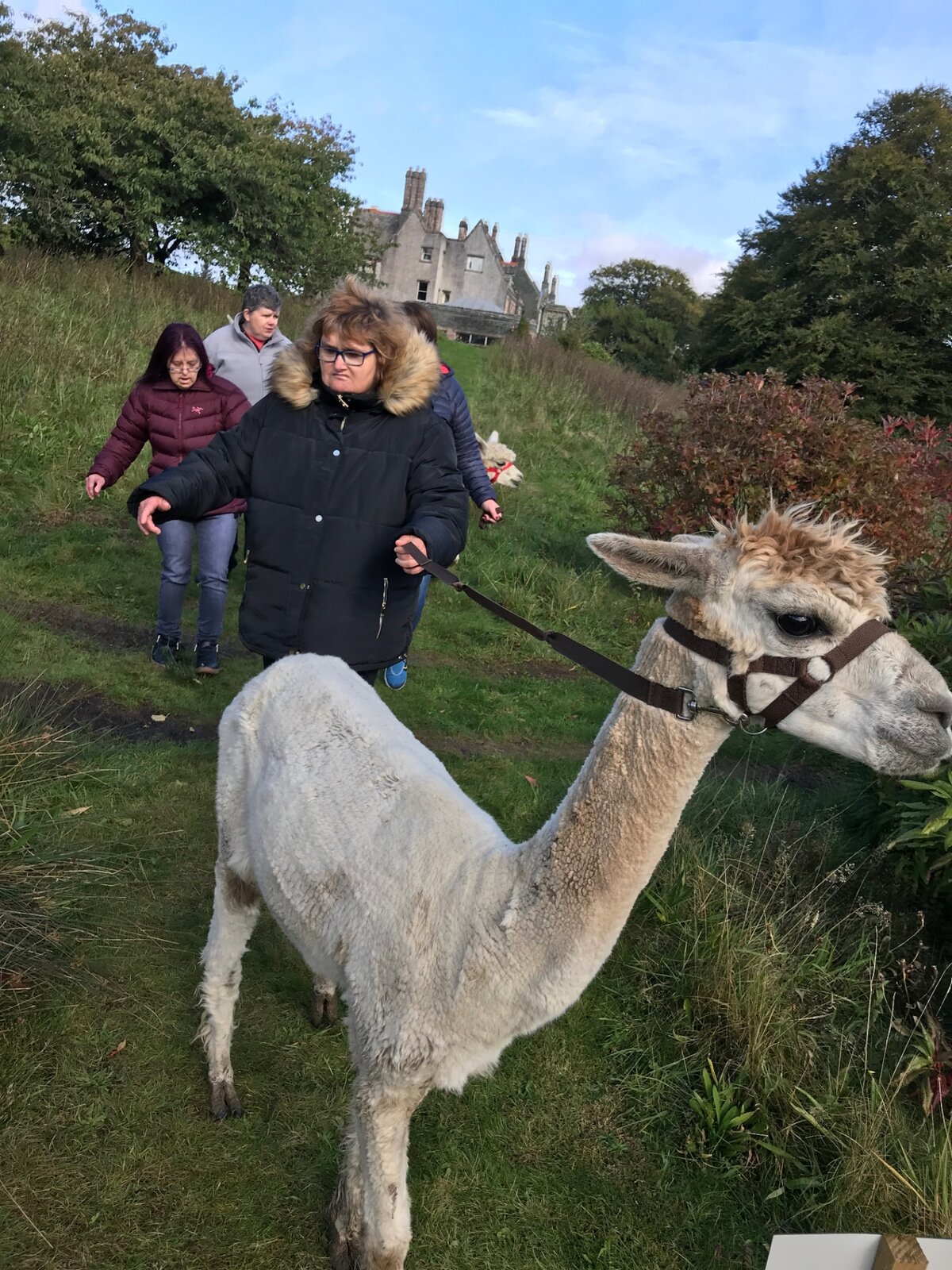 Residents walking an alpaca on an outing
